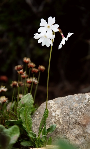 Primula munroi, 2023-06-30