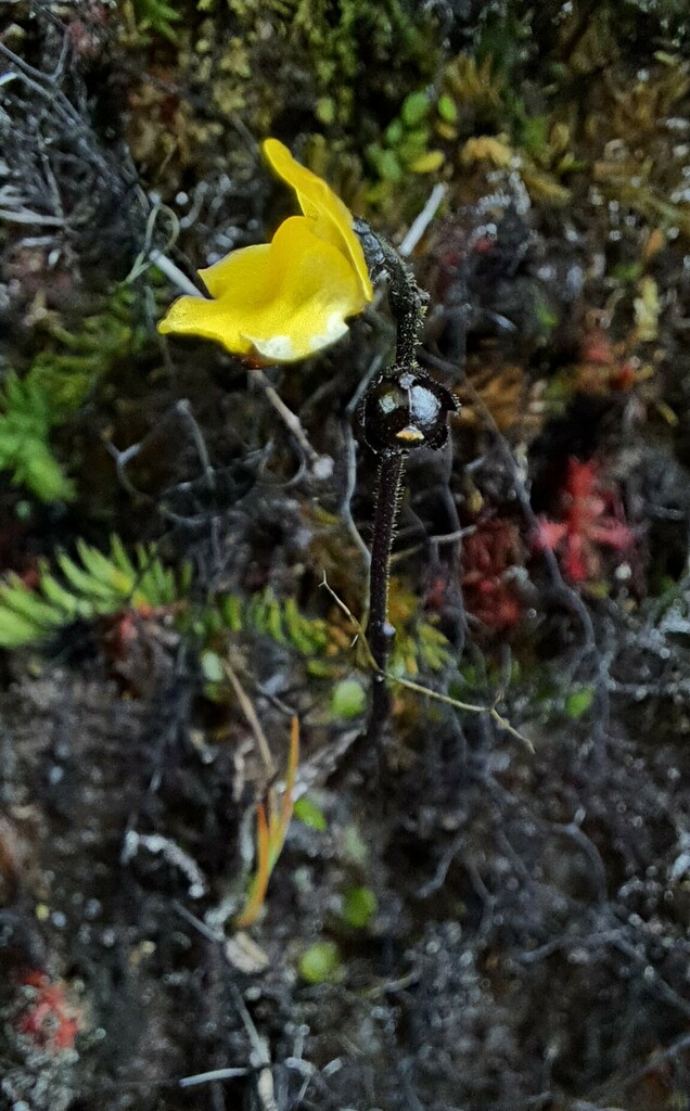 Genlisea roraimensis N.E.Br.