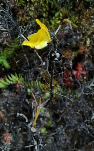 Genlisea roraimensis