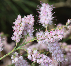 Tamarix chinensis