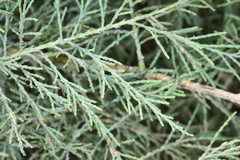 Tamarix chinensis