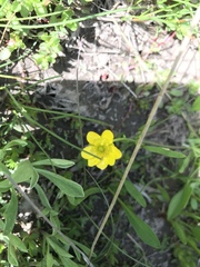 Ranunculus alismifolius