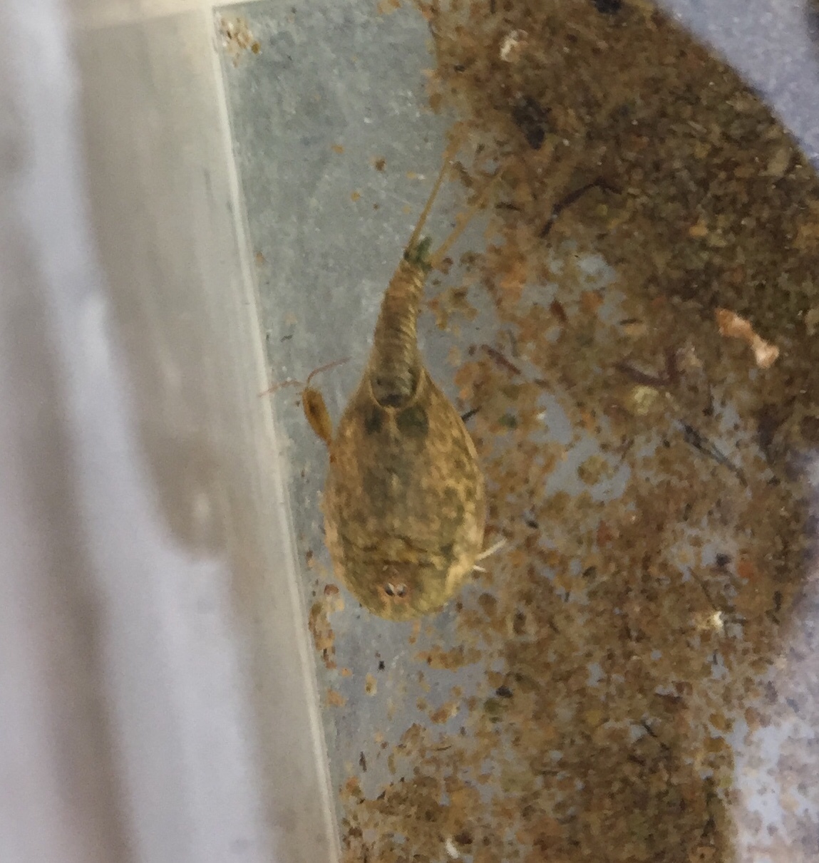 Lepidurus arcticus (Pallas, 1793)