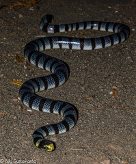 Laticauda colubrina