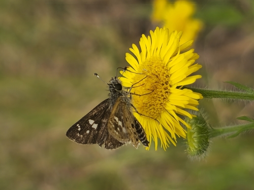 Daridaeus Skipperling
