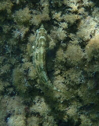 Five-spotted Wrasse, 84048 Santa Maria, Salerno, Italien, photo 7 of 10