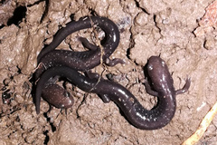 Plethodon richmondi