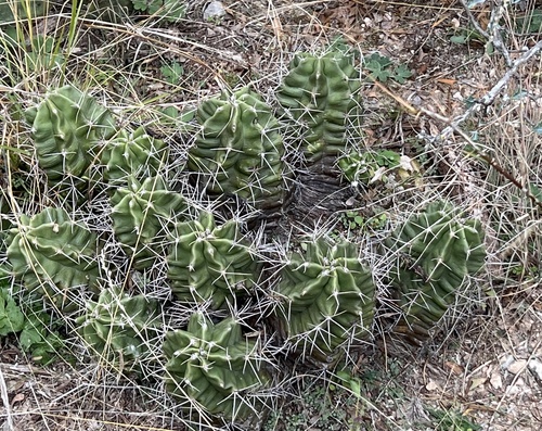 Echinocereus coccineus