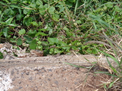 Tropidurus catalanensis