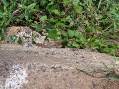 Tropidurus catalanensis