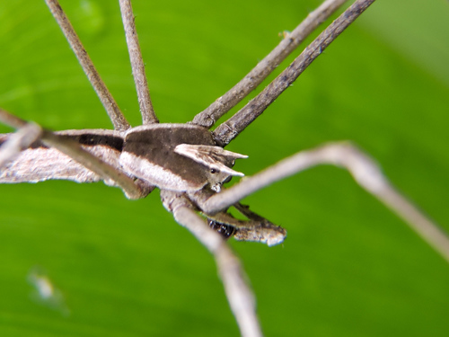 Asianopis aurita