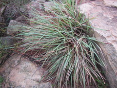 Cymbopogon marginatus