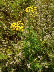 Tanacetum vulgare