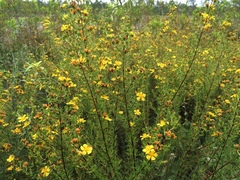 Hypericum nitidum