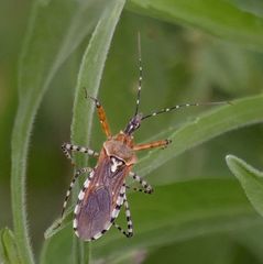 Cosmoclopius nigroannulatus