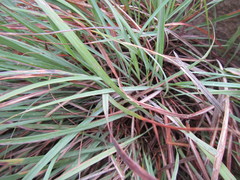 Cymbopogon marginatus