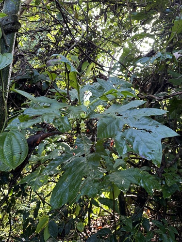 Pentagonia tinajita, photograph 1