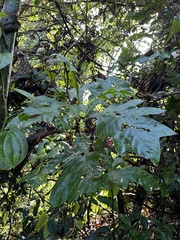 Pentagonia tinajita, photograph Matt Berger, CC BY, iNaturalist via GBIF