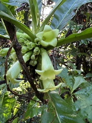 Pentagonia tinajita