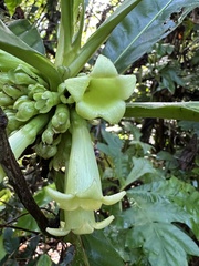 Pentagonia tinajita, photograph Matt Berger, CC BY, iNaturalist via GBIF