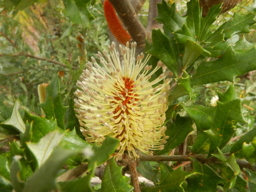 Mountain banksia (Banksia canei)