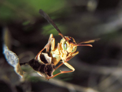 Mischocyttarus angulatus