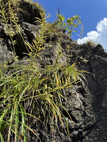 Image of Pitcairnia halophila by (c) Matt Berger, some rights reserved (CC BY)