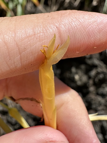 Image of Pitcairnia halophila by (c) Matt Berger, some rights reserved (CC BY)