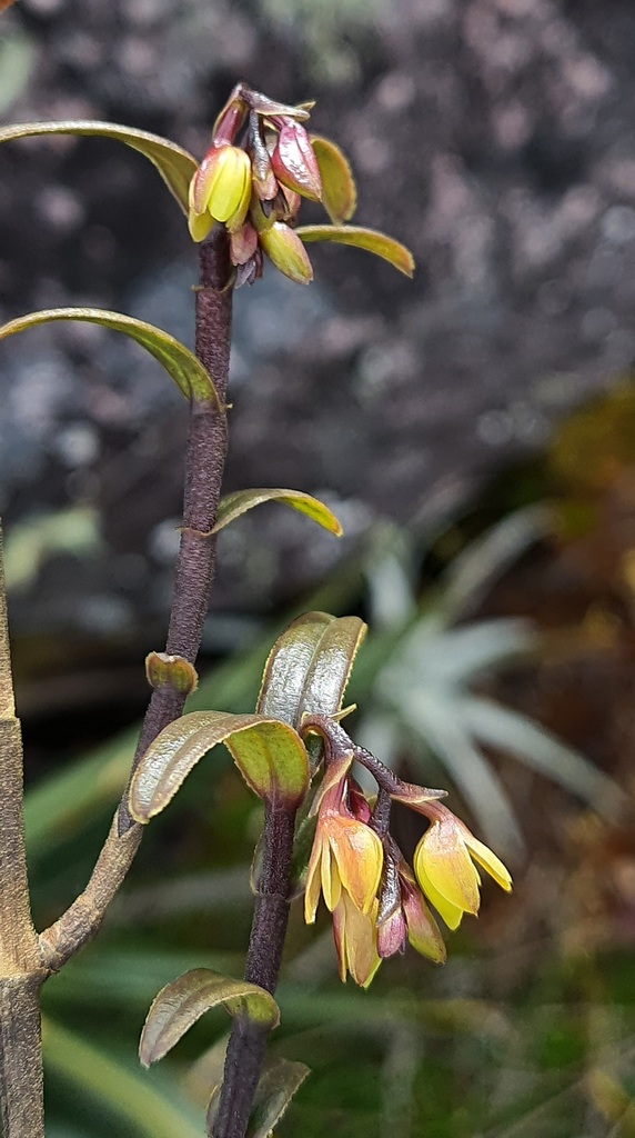 Epidendrum imthurnii Ridl.