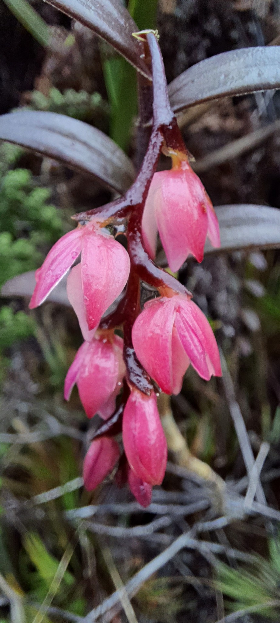 Epidendrum montigena Ridl. ex Oliv.