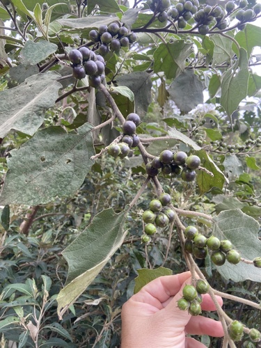 Solanum leptostachys