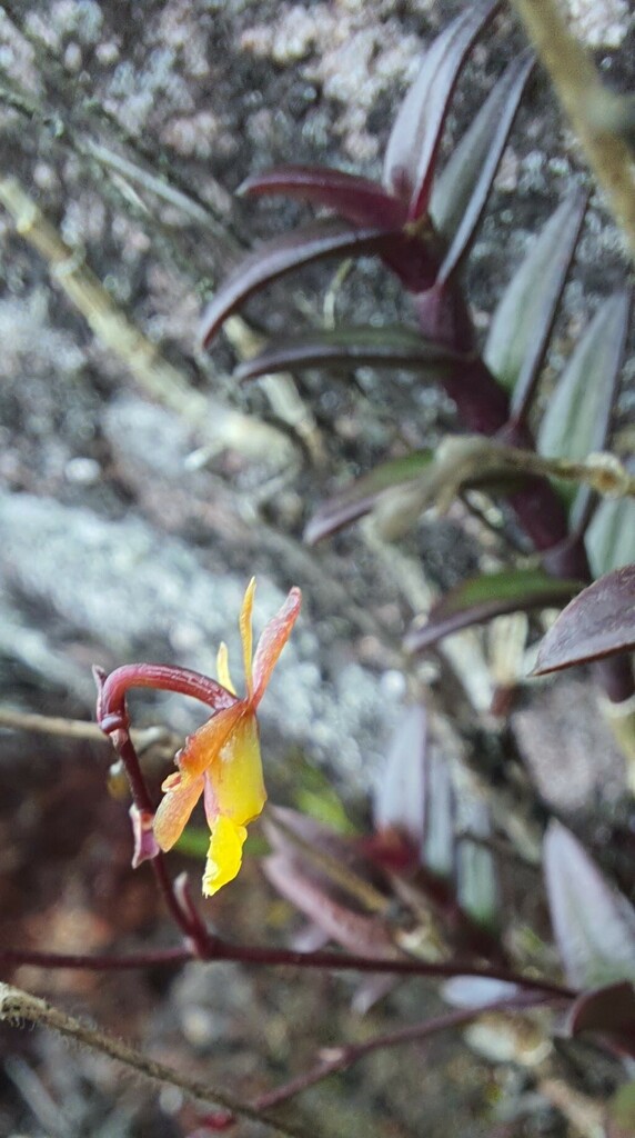 Epidendrum violascens Lindl. 2