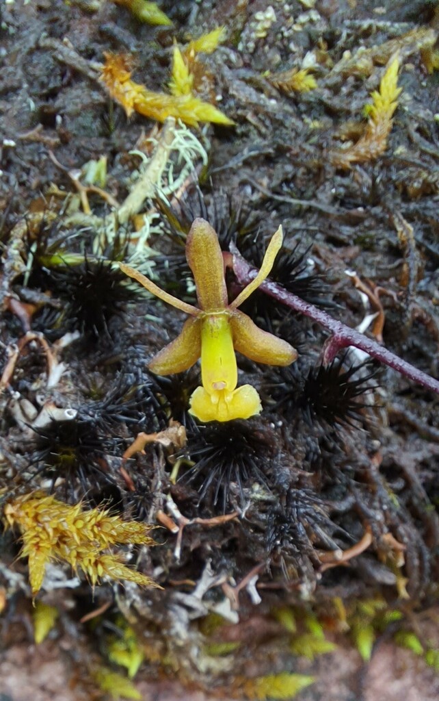 Epidendrum violascens Lindl.