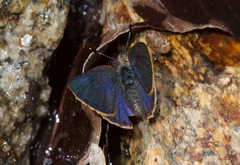 Erora quaderna quaderna