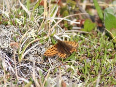 Boloria polaris