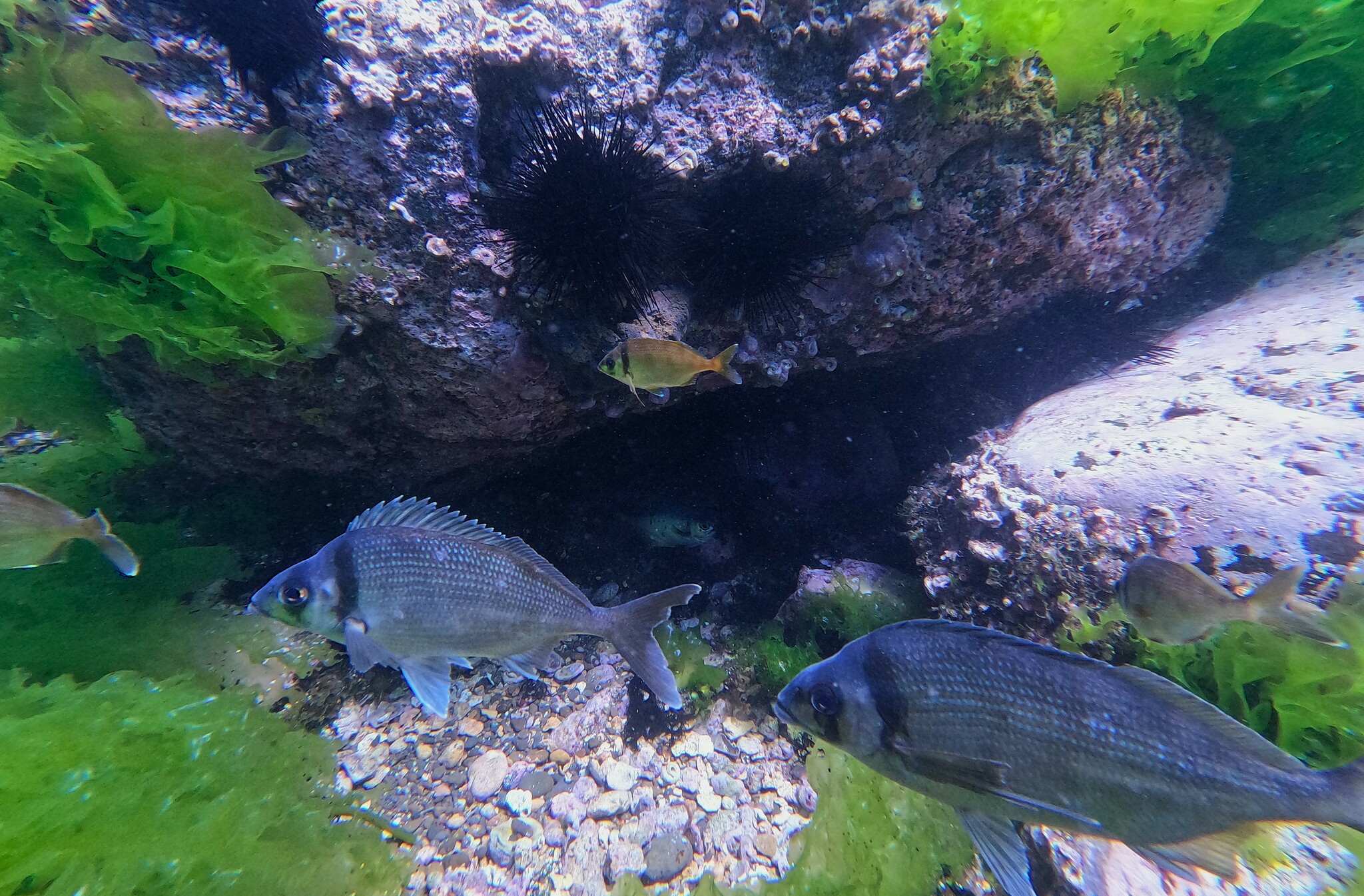 Gay's Morwong photo 8