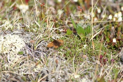 Boloria polaris
