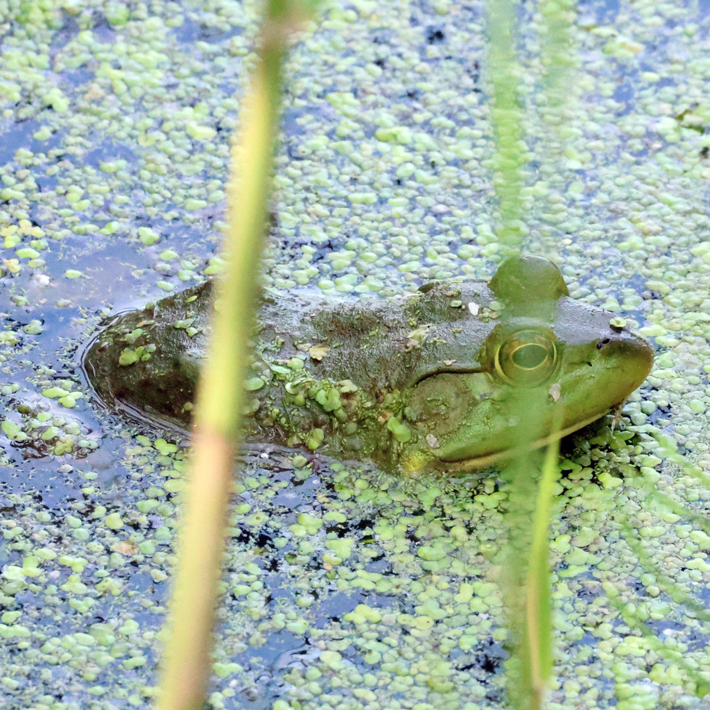American Bullfrog from Luna Pier, MI, USA on May 13, 2024 at 04:21 PM ...