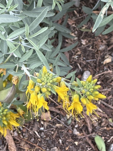 iNaturalist observation photo of Bladderpod