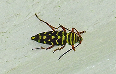 Placosternus difficilis