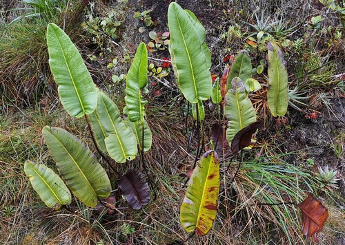 Pterozonium