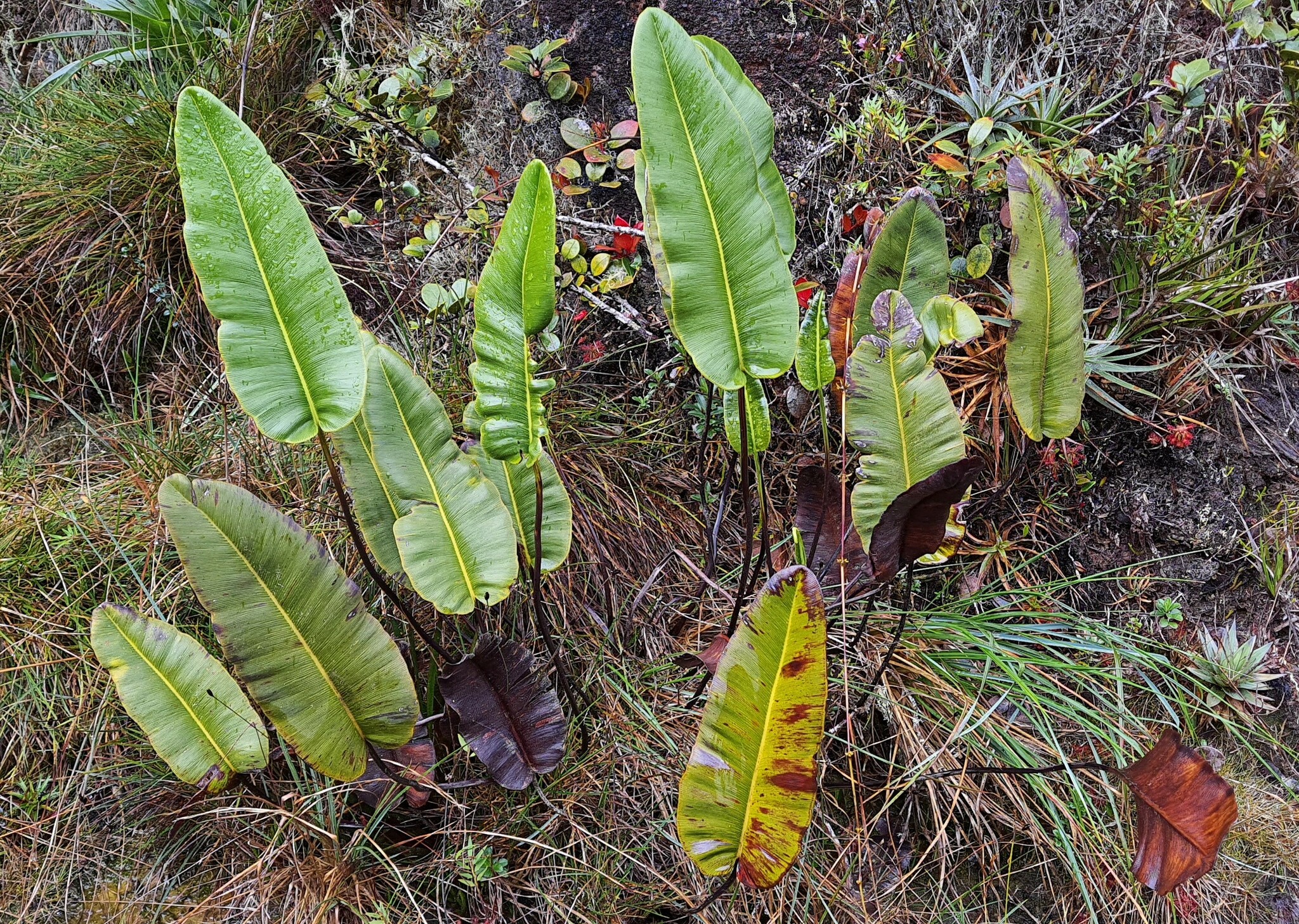 Pterozonium