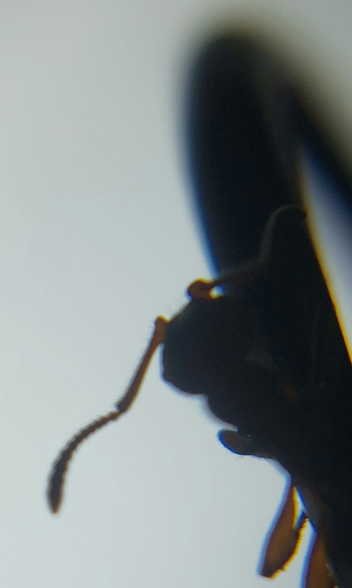 Myrmica ravasinii