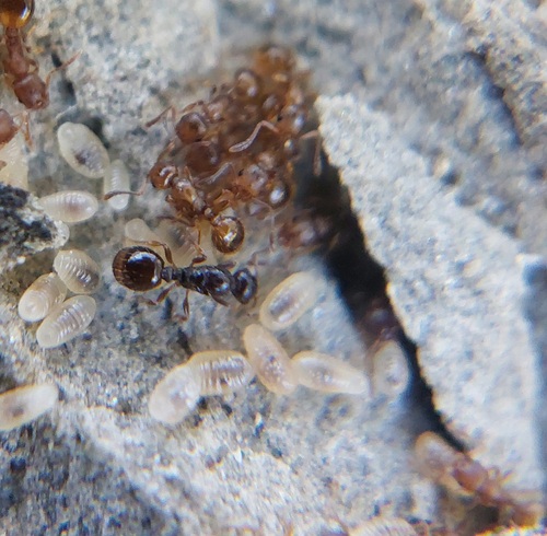 Temnothorax microcellatusTemnothorax microcellatus