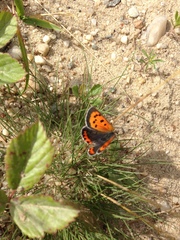 Lycaena phlaeas hypophlaeas