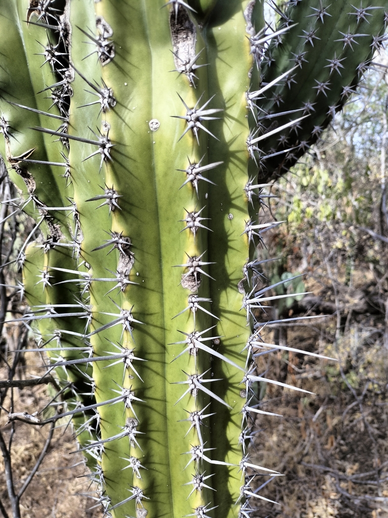 Indian Comb from 86GX+V8, 81850 Cuesta Alta, Sin., México on November ...