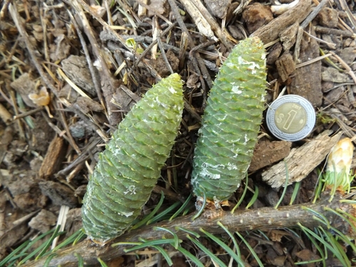 Image of Abies jaliscana by (c) Dante S. Figueroa, some rights reserved (CC BY-SA)
