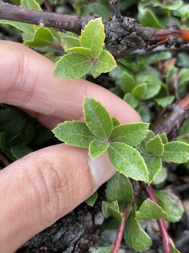 Arctostaphylos pacifica, photograph 5