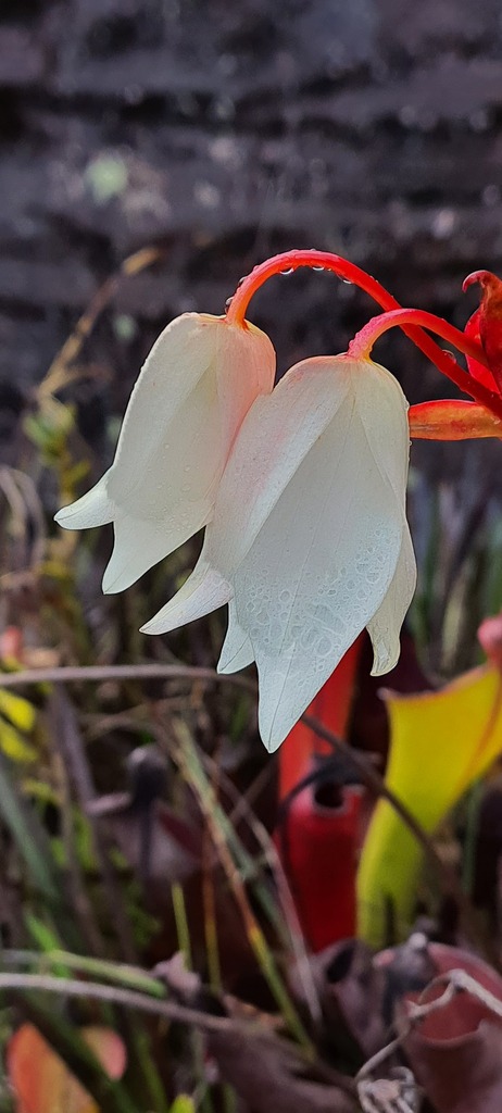 Heliamphora glabra (Maguire) Nerz & Wistuba
