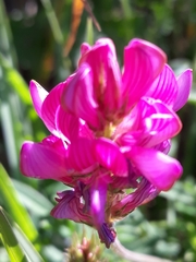 Onobrychis viciifolia